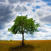 play Jigsaw: Lonely Tree