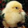 play Chicken Photo Jigsaw Puzzle