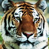 play Tiger Jigsaw Puzzle