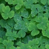 play Jigsaw: Clover