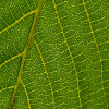 play Jigsaw: Leaf Veins