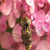 play Jigsaw: Dragonfly