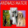 play Animals Match