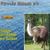 Puzzle Mania V2 - Lama