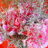 play Carnation Topiary Jigsaw