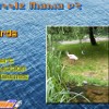 play Puzzle Mania V2 - Birds