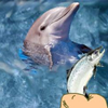 play Hungry Dolphin