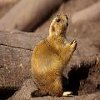 play Jigsaw_Gopher