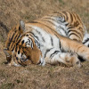play Jigsaw: Sleeping Tiger