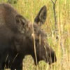 play Baby Moose Moving Jigsaw