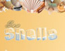 play Sea Shells