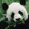 play Animal - Find The Differences