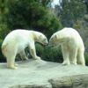 play Zoo Search
