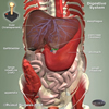 play Digestive Jigsaw