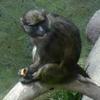 play Monkey On A Log Jigsaw Puzzle