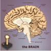 play Brain Jigsaw