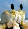 play Broken Crab