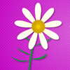 play Valentine'S Daisy