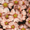 play Wood Sorrel Jigsaw