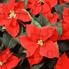 play Poinsettia Jigsaw