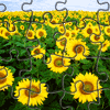 play Sunflowers Jigsaw