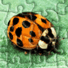 play Lady Bug Jigsaw