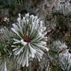 play Jigsaw: Snowtree
