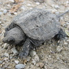 play Snapping Turtle Jigsaw