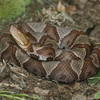 play Copperhead Jigsaw