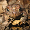 play American Toad Jigsaw