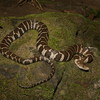 play Northern Watersnake Jigsaw