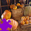 play Pumpkins Jigsaw