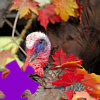 play Turkey Jigsaw