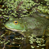 play Bullfrog Jigsaw