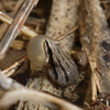 play Western Chorus Frog Jigsaw