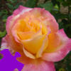 Peace Rose Jigsaw