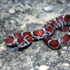 play Red Milk Snake Jigsaw