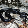 play Black Rat Snake Jigsaw