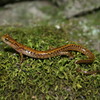 play Long-Tailed Salamander Jigsaw