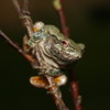 play Gray Treefrog Jigsaw