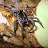 play Wolf Spider Jigsaw