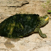 play Map Turtle Jigsaw