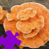 play Mushrooms Jigsaw