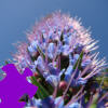 play Hyacinth Jigsaw