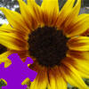 play Harvest Sunflower Jigsaw