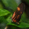 play Tropical Butterfly Jigsaw