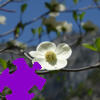play Dogwood Jigsaw