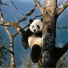 play Panda Jigsaw