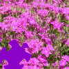 play Dianthus Jigsaw