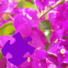 play Bougainvillea Jigsaw